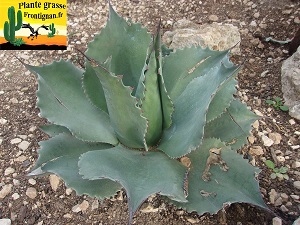 Agave ovatifolia