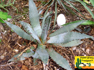 Agave palmeri