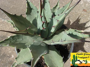 Agave parryi ssp neomexicana