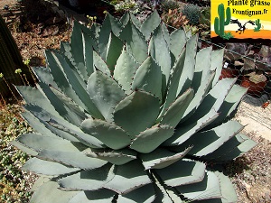 Agave parryi var truncara