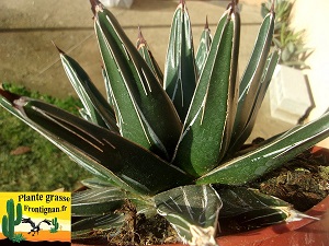 Agave pintilla