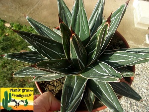 Agave pintilla