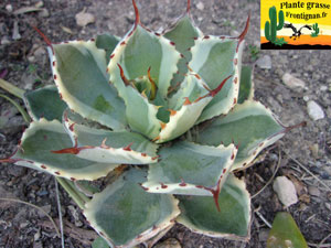 Agave potatorum Kichiokan Marginata