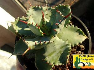 Agave pygmaea