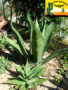agave salmiana