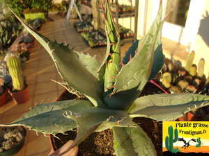 Agave salmiana ssp crassispina