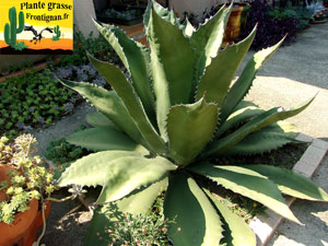 Agave salmiana var ferox