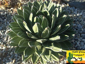 Agave victoriae reginae