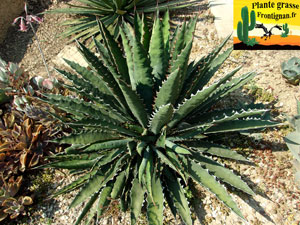 Agave xylonacantha