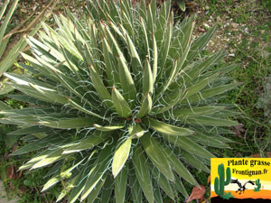 Agave filifera