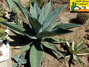 Agave weberi Blue