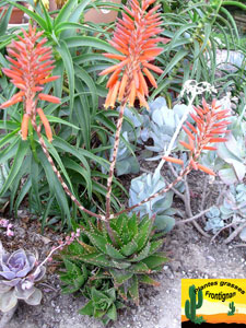 Aloe Nobilis