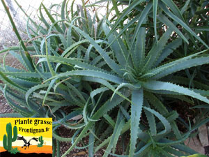 Aloe arborescens