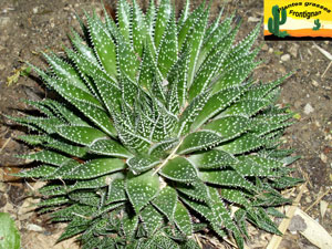 Aloe aristata