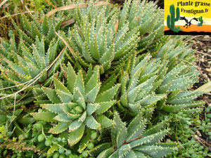 Aloe brevifolia var brevifolia