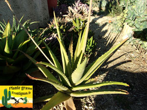 Aloe bussei