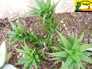 Aloe ciliaris