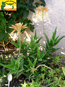 Aloe concinna