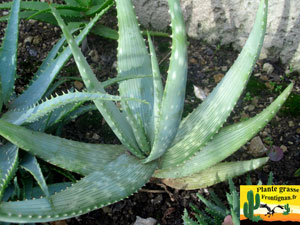 Aloe gariepensis