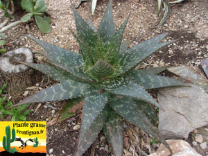 Aloe grandidentata