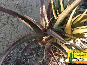 Aloe rupestris