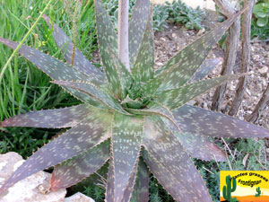 Aloe saponaria