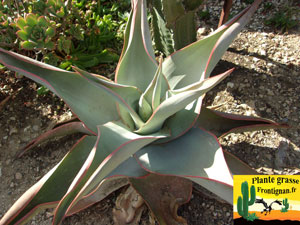 Aloe striata