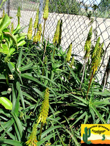 Aloe striatula