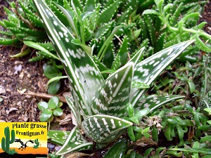 Aloe variegata