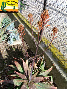 Aloe zebrina