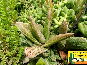 Gasteria Little Warty