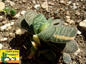 Gasteria gracilis variegata