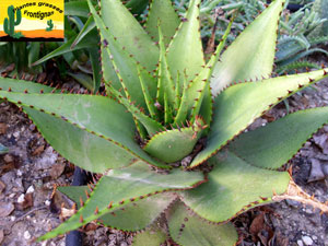 Aloe broomii