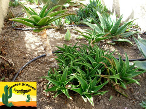 Aloe Delaetii