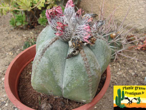 Astrophytum myriostigma