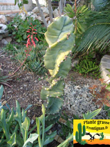 Cereus forbesii Spiralis