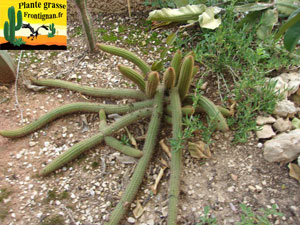 Cleistocactus samaipatanus