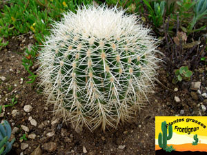 Echinocactus grusonii Alba