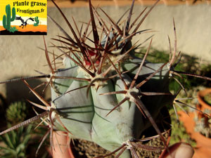 Echinocactus platyacanthus