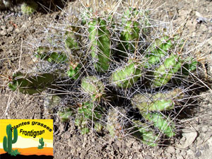 Echinocereus pentalophus