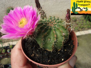 Echinocereus pulchellus