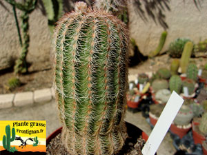 Echinocereus reichenbachii