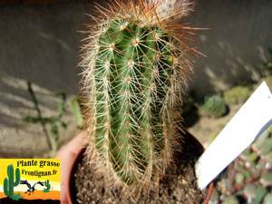 Echinocereus reichenbachii var baileyi