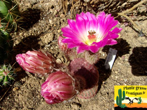 Echinocereus rigidissimus ssp rubispinus fleur