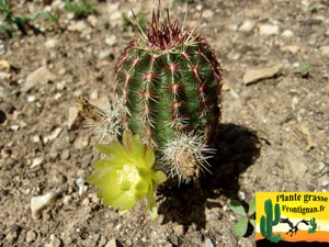 Echinocereus viridiflorus