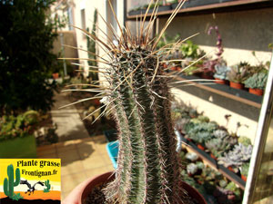 Echinopsis aurea