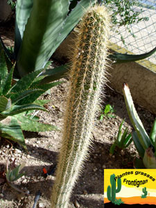 Echinopsis camarguensis