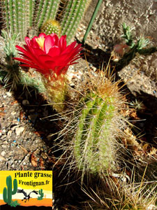 Echinopsis candicans