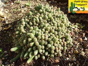 Echinopsis chamaecereus