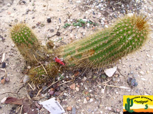 Echinopsis huascha